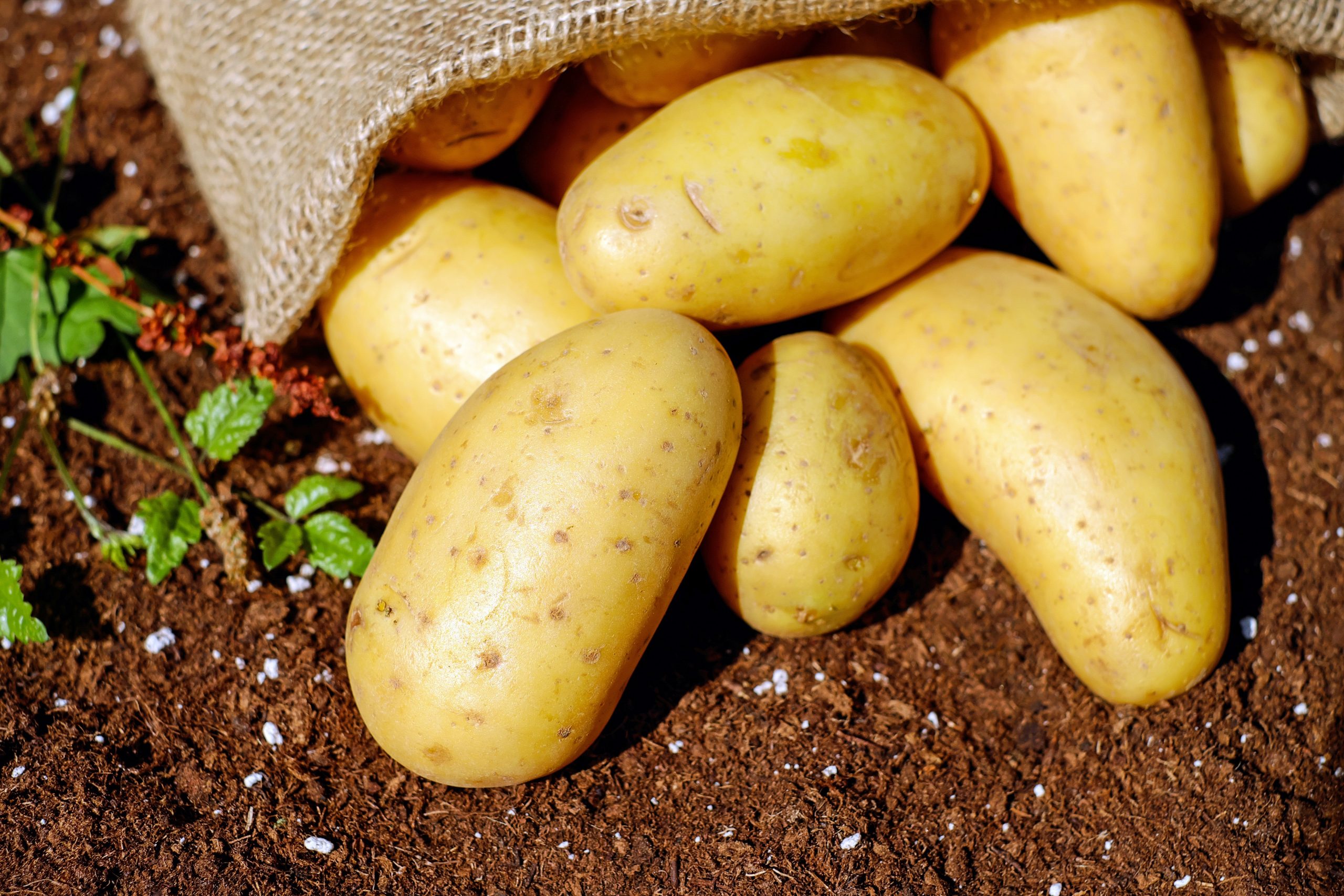 There Is A Need For New Genomic Techniques In Potato Breeding - Euroseeds