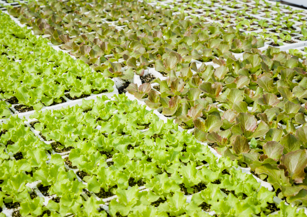 European Parliament confirms positive Vote on New Genomic Techniques; EU  Council urged to embrace plant breeding innovation - Euroseeds