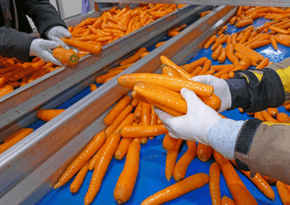 Perspectives on Future-Proofing European Food Systems Through Plant